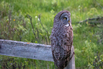 Grey Owl sitting on a weathered fence post looking back over its shoulder at the camera.