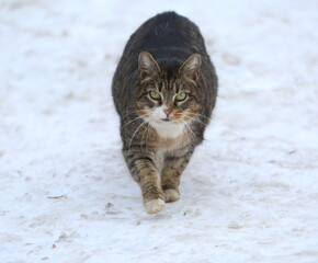 Naklejka na ściany i meble A gray striped fat green-eyed cat walks in the snow