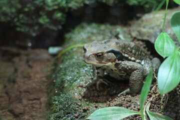 アズマヒキガエル