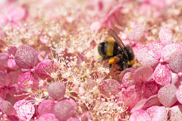 beautiful  blossom  of soft pink hydrangea  with working bumblebee at sunny day. close up