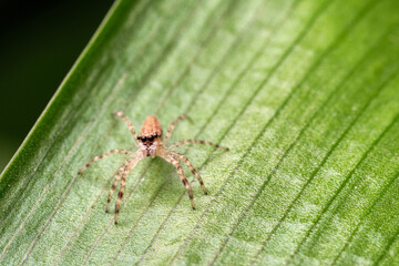 Jumping Spider on a Striped Leaf