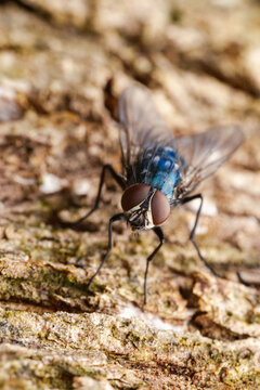 Blue Blow Fly