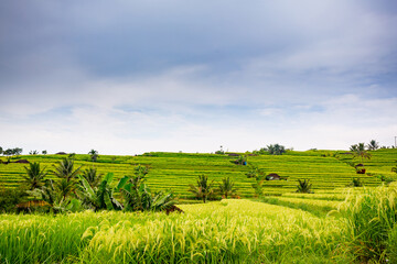 Fototapeta na wymiar Rice fields in Jatiluwih, Bali, Indonesia 