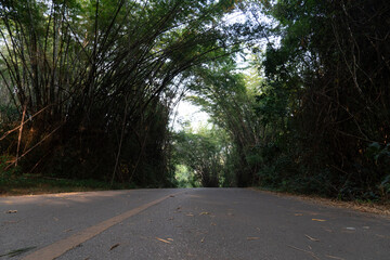 The route of the asphalt road with a long yellow line in the middle. Both sides of the road are filled with tall bamboo forests. At Chae Son National Park Thailand.
