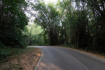 Obraz premium adventure, asphalt, bamboo, beauty, both, breathtaking, conservation, country, countryside, curved, destination, environment, exploration, filled, forest, forests, green, greenery, hiking, journey, la