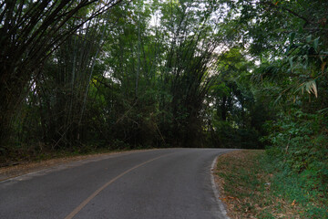Fototapeta na wymiar Curved uphill path of asphalt road. Both sides of the road are filled with tall trees and bamboo forests. At Chae Son National Park Thailand.