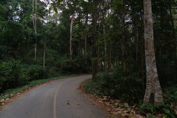 Fototapeta premium Curved uphill path of asphalt road. Both sides of the road are filled with tall trees and bamboo forests. At Chae Son National Park Thailand.