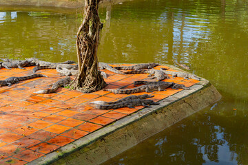 The crocodile is on the farm.
Crocodile farm in Yang Bay Ecopark in Vietnam.