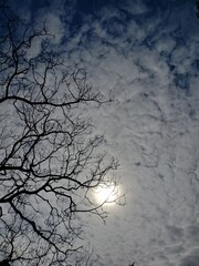tree in the sky