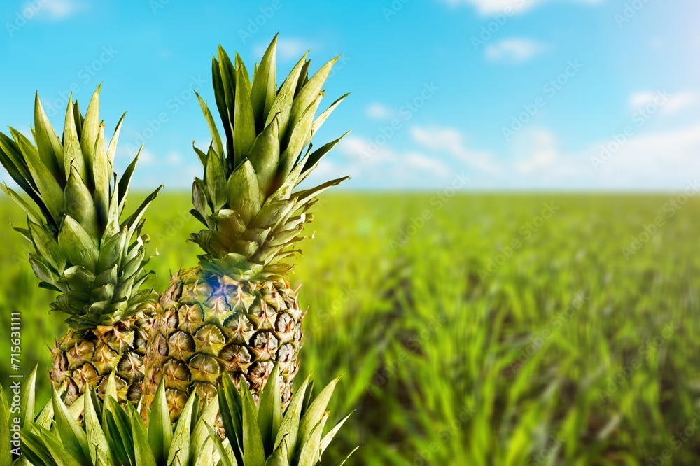 Canvas Prints Fresh ripe two pineapple fruits at farming.