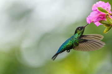 Fiery throated hummingbird is sucking the nectar out of pink flowers in Costa Rica. With movement in his wings and blurry green background.