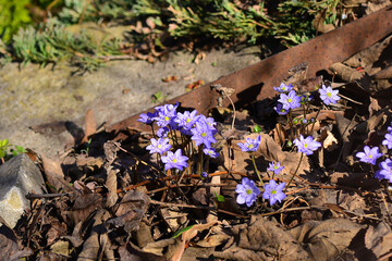 Hepatica Nobilis - first Spring flower growing in the garden