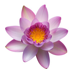 lotus flower isolated on transparent background top view 