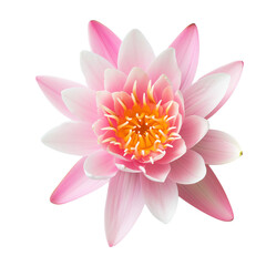 lotus flower isolated on transparent background top view 