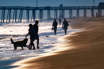 A family walking their dog along the Atlantic Ocean on the warm sandy beach at Ocean City MD on a...