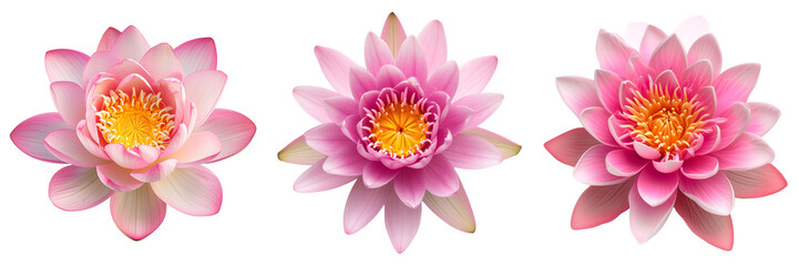 Three vibrant pink lotus flowers isolated on transparent background, symbolizing purity and beauty in Eastern cultures