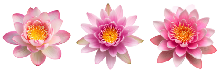 Three vibrant pink lotus flowers isolated on transparent background, symbolizing purity and beauty in Eastern cultures