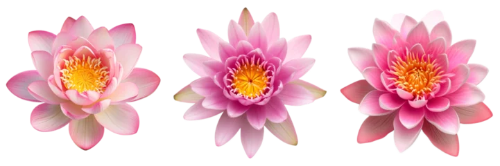 Foto op Canvas Three vibrant pink lotus flowers isolated on transparent background, symbolizing purity and beauty in Eastern cultures © fotogurmespb