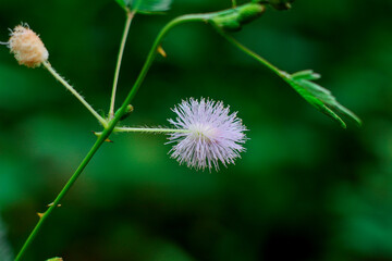 flower 
Sri Lanka 
Creations
Nature

