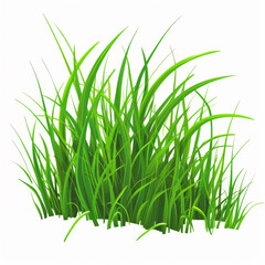 Grass on a white background.
