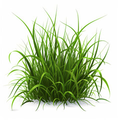 Obraz premium Grass on a white background.