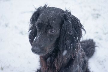 Markiesje black dog portrait in winter snow on background