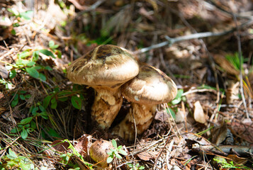 マツタケ
