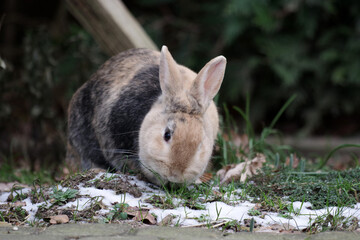 Ein braunes Kaninchen sitzt auf dem gefrorenem Boden im Garten