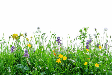 Obraz na płótnie Canvas Purple wildflowers in spring.