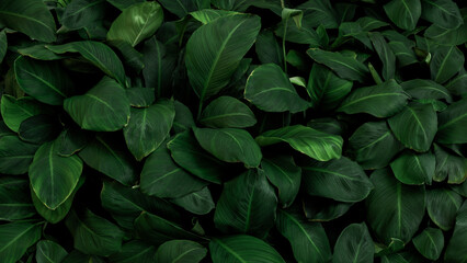 Nature leaves, green tropical forest, backgound illustration concept