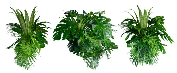 Tropical leaves of Asia isolated on  transparent background .( monstera, palm, coconut leaf, fern,...