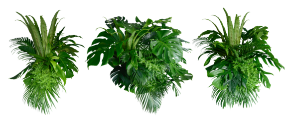 Tropical leaves of Asia isolated on  transparent background .( monstera, palm, coconut leaf, fern, palm leaf,bananaleaf) PNG