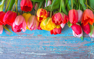 Beautiful frame of red and yellow tulips on a blue old paint wooden background; copy space; spring holiday greeting card
