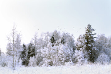 - 1. white winter day in Latvian countryside