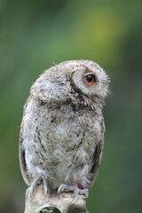 Tiny Owl