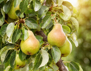 Harvest Harmony: Ripe Pears Hanging in the Fruit Garden
