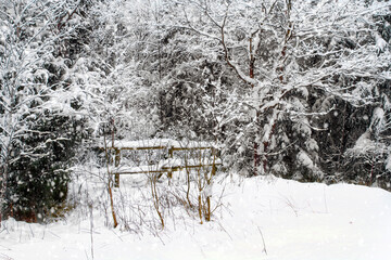 - a snow-covered forest in the countryside of Latvia
