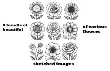 A Bundle of Beautiful Sketched Images of Various Flowers