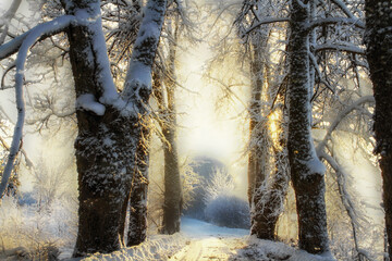 - linden alley in winter, at sunset