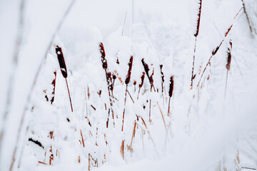 Snow covered weeds - 715645184