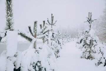 Snow covered pine trees, rural scenery. - 715645785