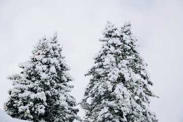 Snow covered pine trees, rural scenery. - 715646189