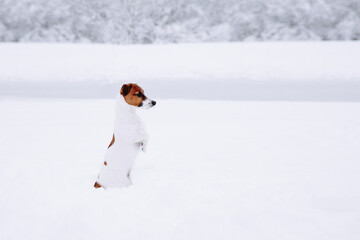 Cute Jack Russell dog sitting in the snow.  - 715646335