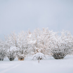 Snow covered trees, winter landscape - 715646522
