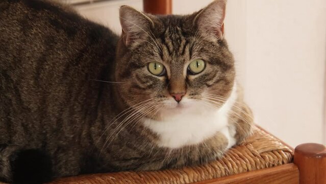 chat tigr&eacute; allong&eacute; sur une chaise