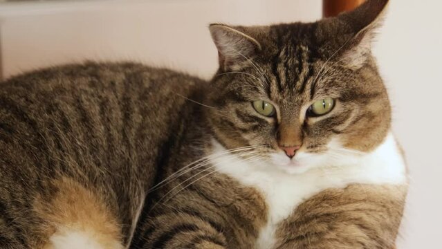 chat tigr&eacute; allong&eacute; sur une chaise