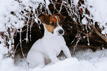 Cute Jack Russell dog playing in the snow.  - 715647116