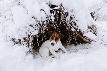 Cute Jack Russell dog playing in the snow.  - 715647332