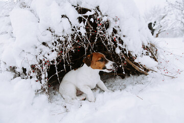 Cute Jack Russell dog playing in the snow.  - 715647539