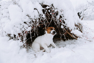Cute Jack Russell dog playing in the snow.  - 715647765